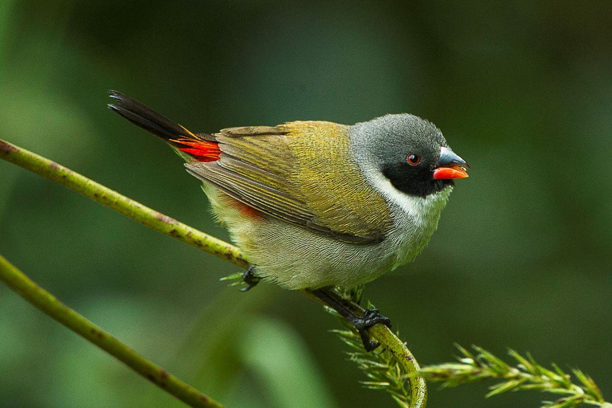 Swee Waxbill